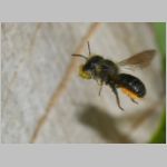 Osmia leiana - Mauerbiene 01d 9mm mit Harz fuer Trennwand- OS-Insektenhotel det.jpg